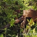 guns_japanese_nusalavu_h_0705_2379.jpg
